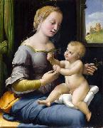 Raphael Madonna dei garofani oil